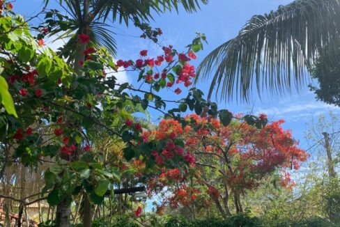 5056c959-87da-4f4b-a215-677569a7637d